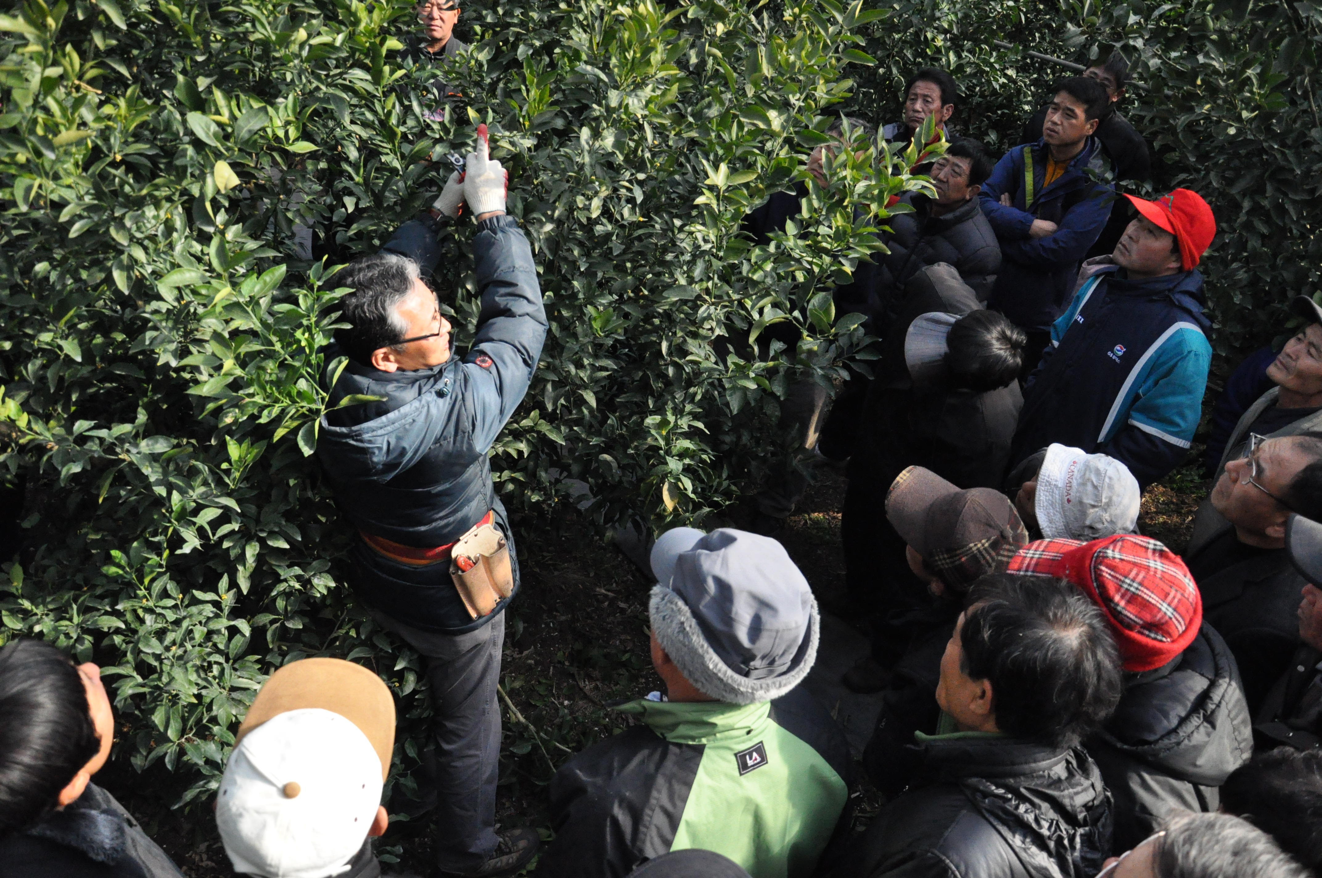 만감류 정지전정 교육 현장